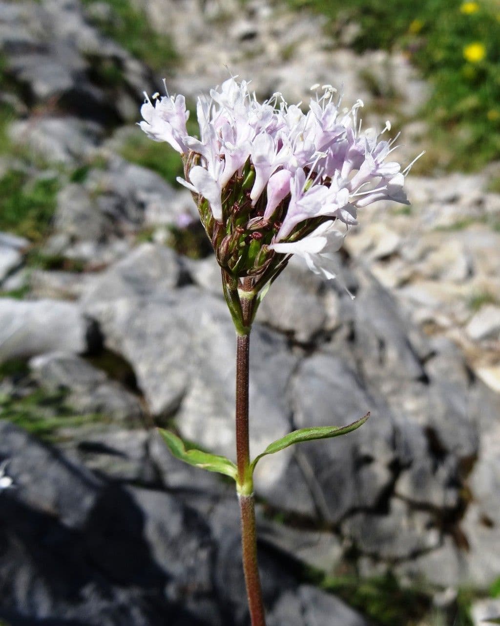 Dwarf valerian 8