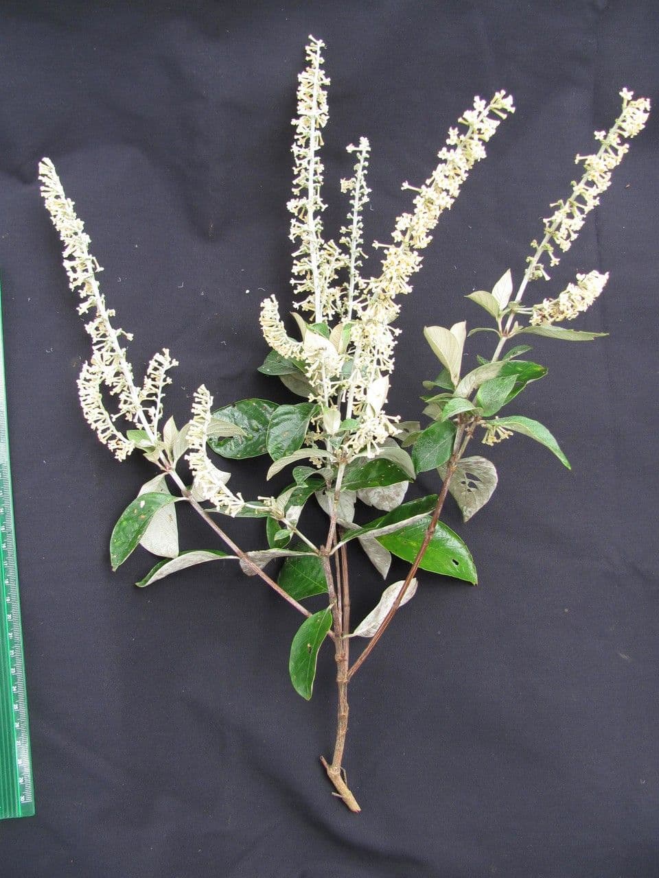 Arachnothryx buddlejovitý 15