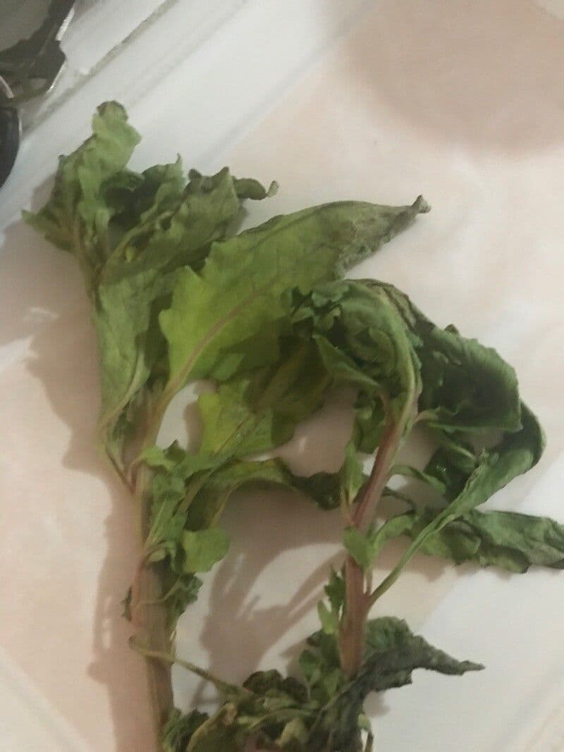 Epazote 5