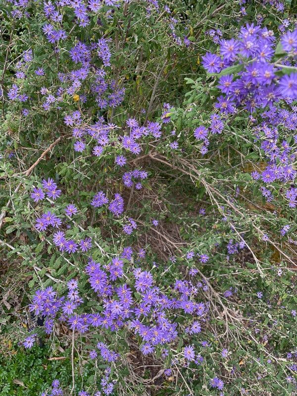 Olearia phlogopappa 4