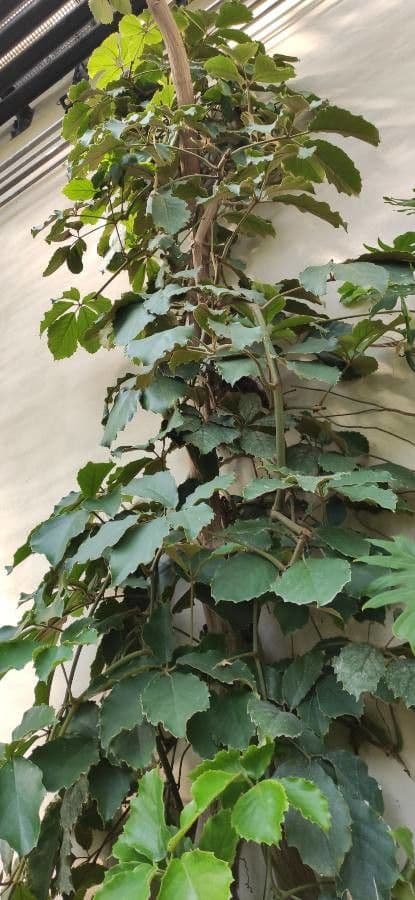 Tetrastigma 5