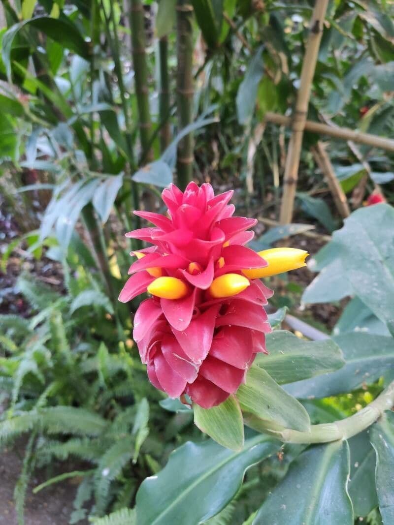 Red tower ginger