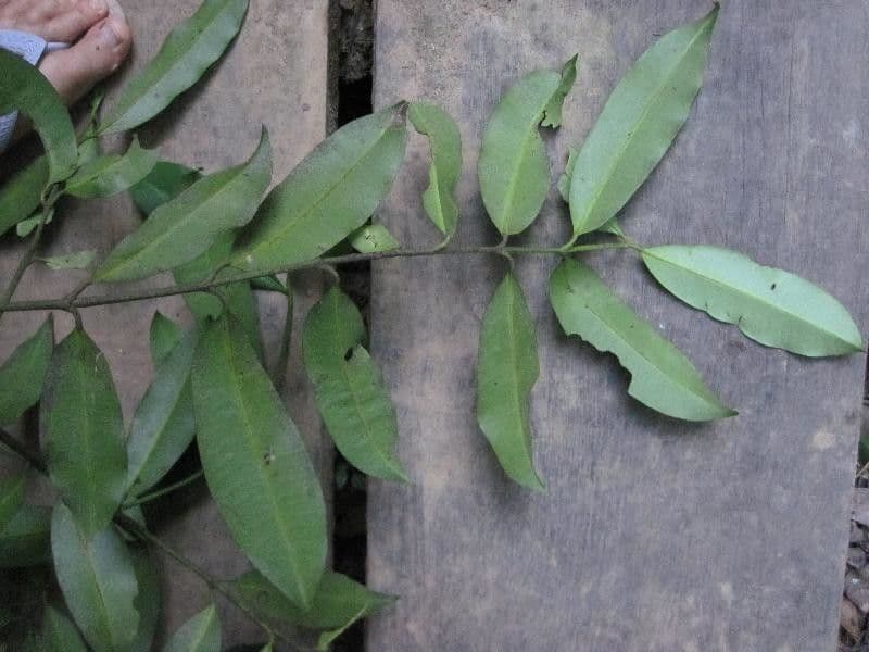 Garcinia 11