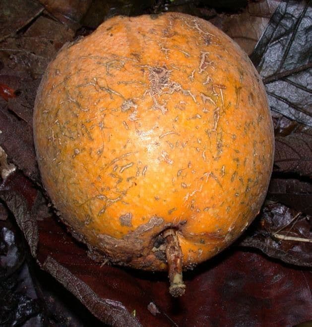 Passiflora ambigua