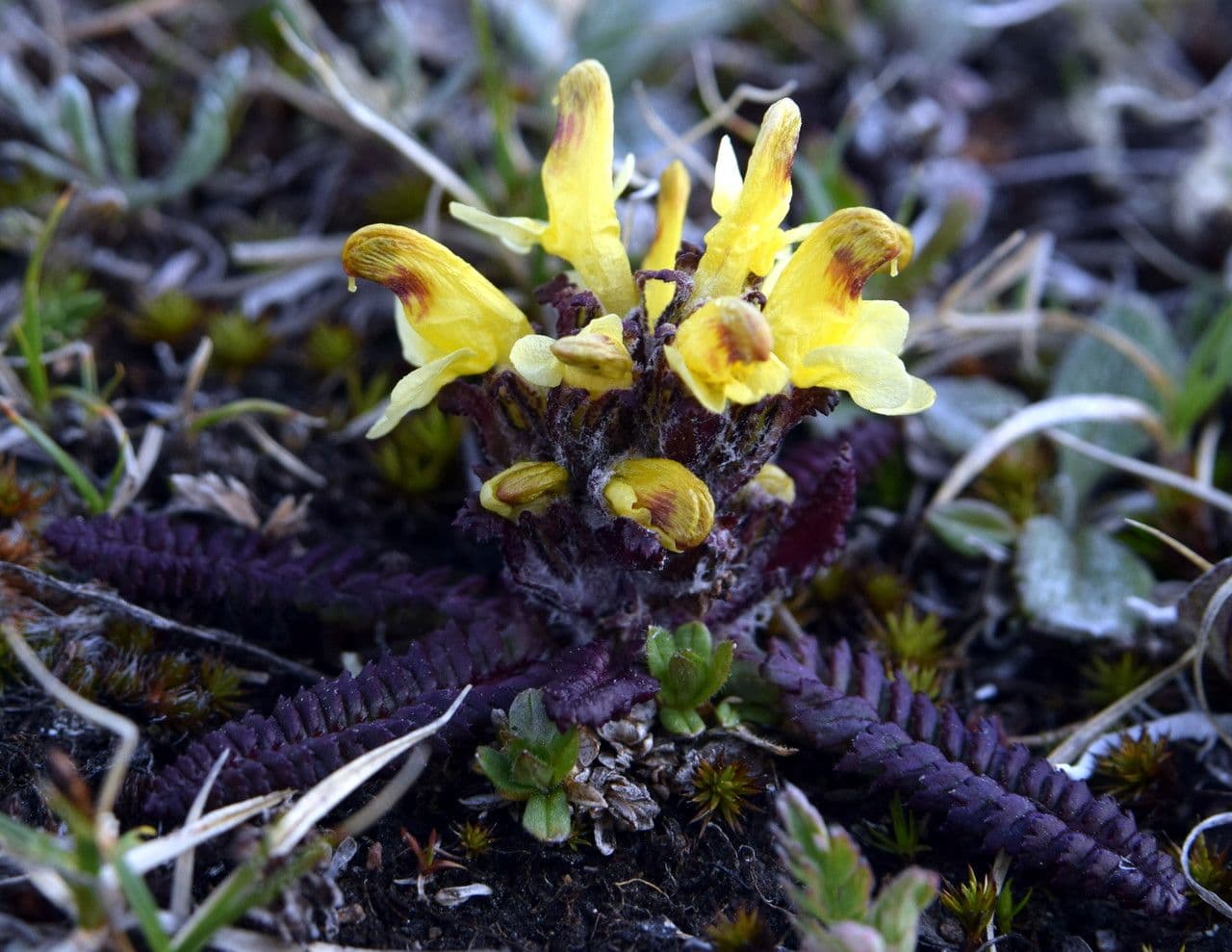 Pedicularis di Oeder 16