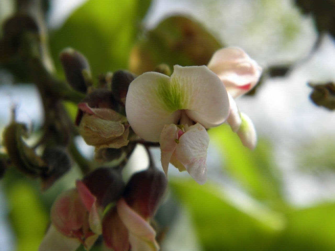 Piscidia piscipula