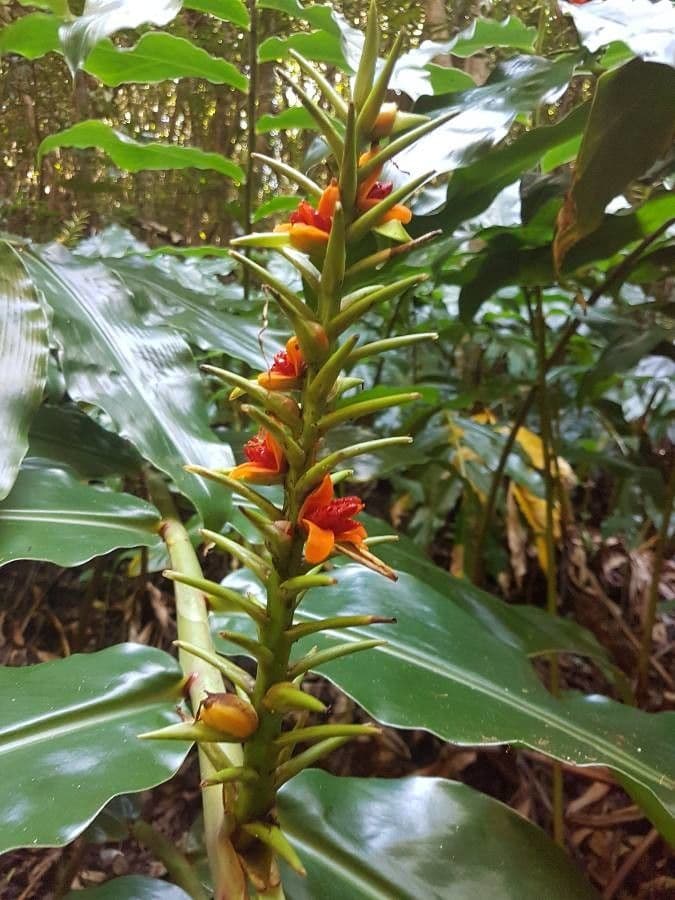 Zázvorník gardnerov 3