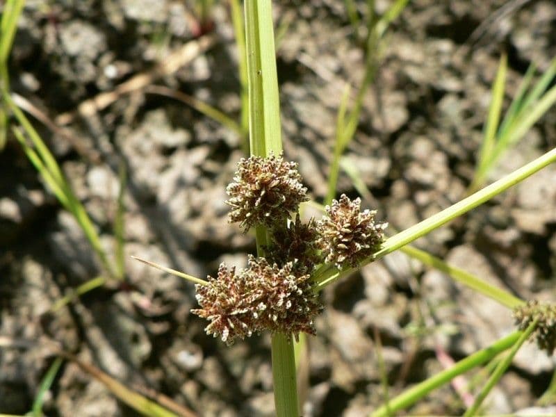 Zigolo difforme 5