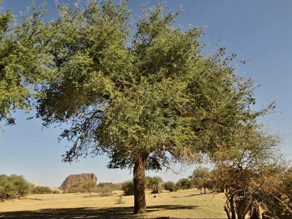 Acacia albida 8
