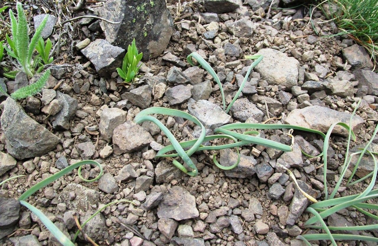 Aglio 6