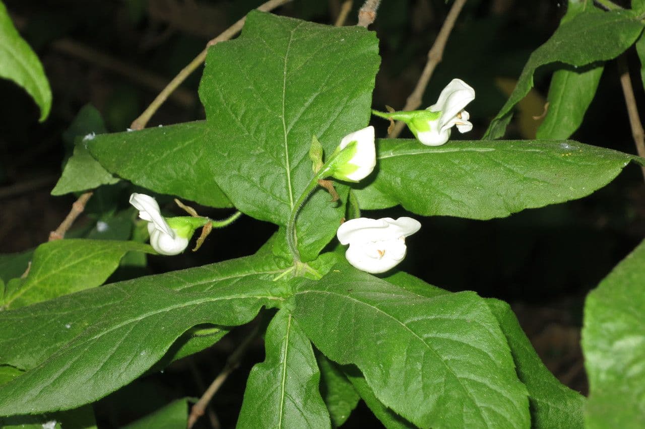 Bowkeria 9