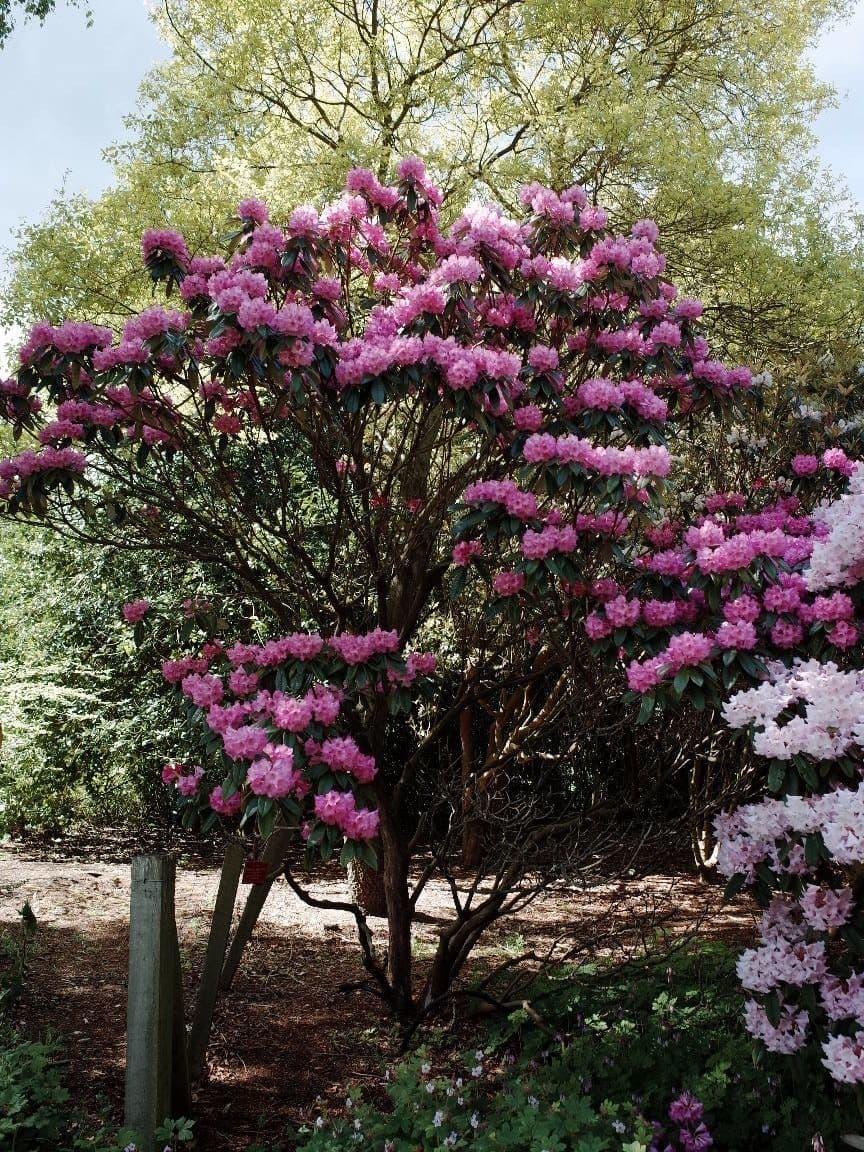 Rhododendron 12