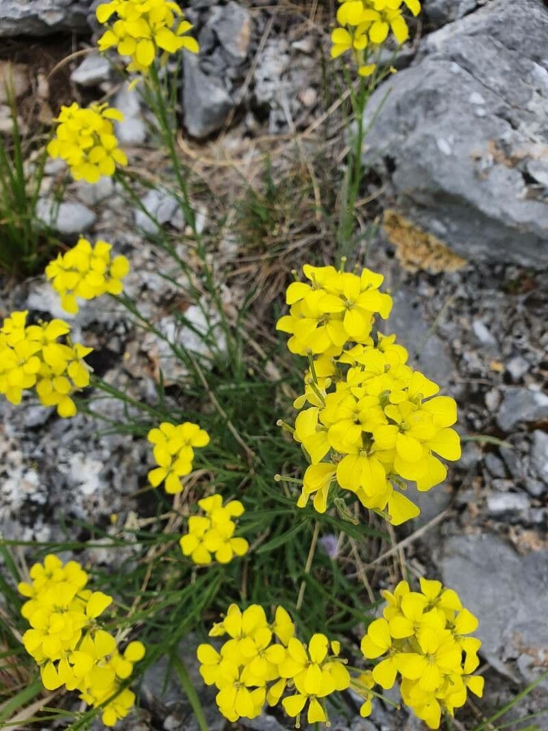 Erysimum rhaeticum 4