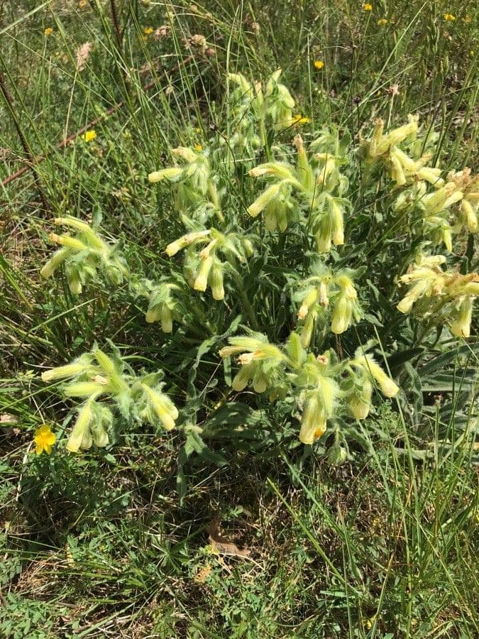 Onosma 13