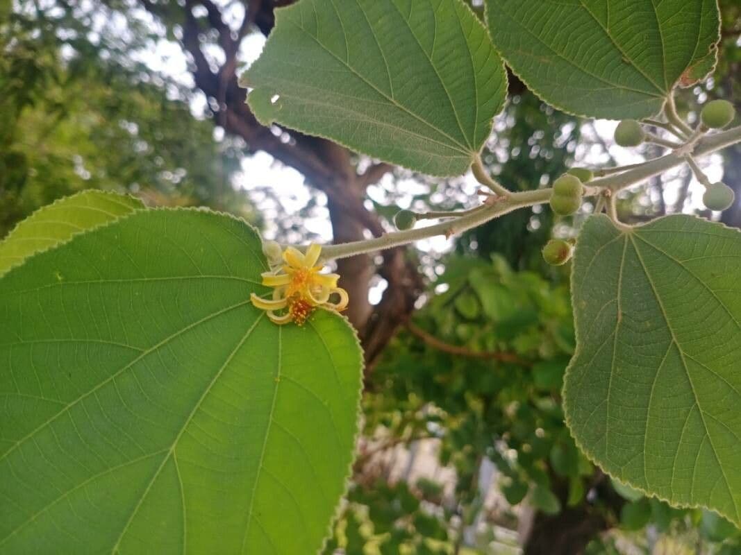 Grewia asiatica 10