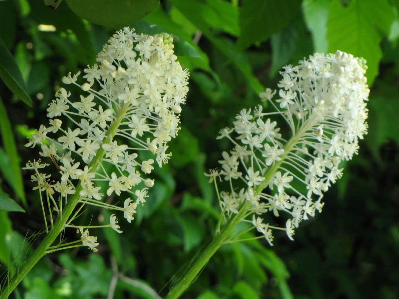 Xerophyllum 4