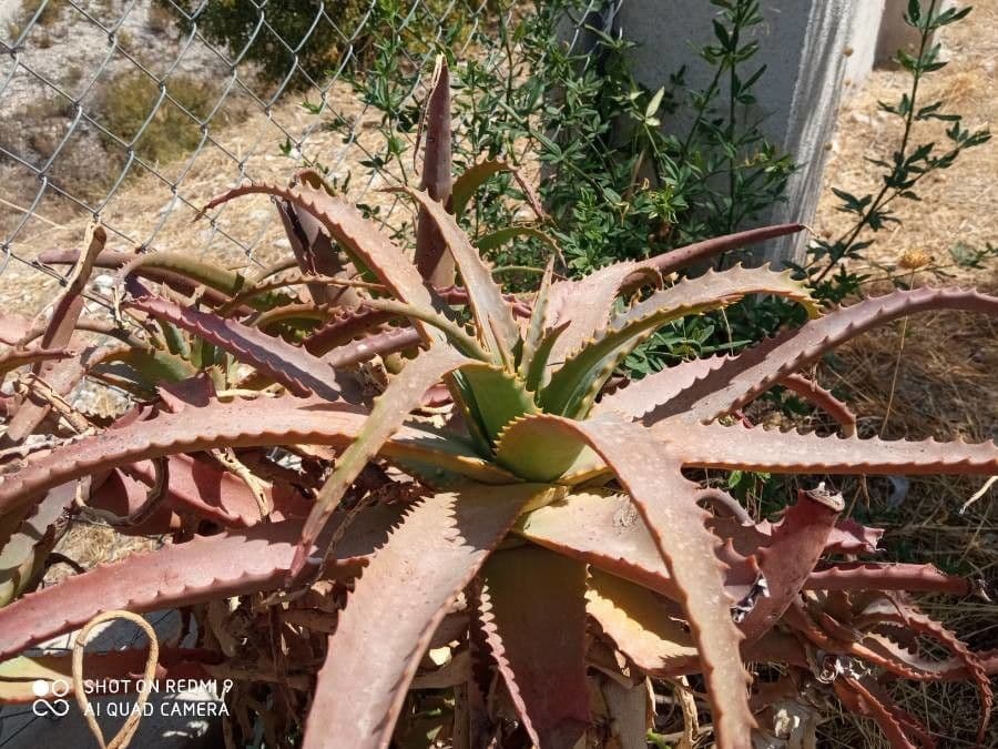 Aloe 7