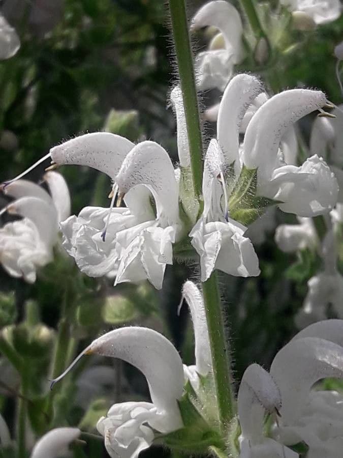 Salvia argentea 7