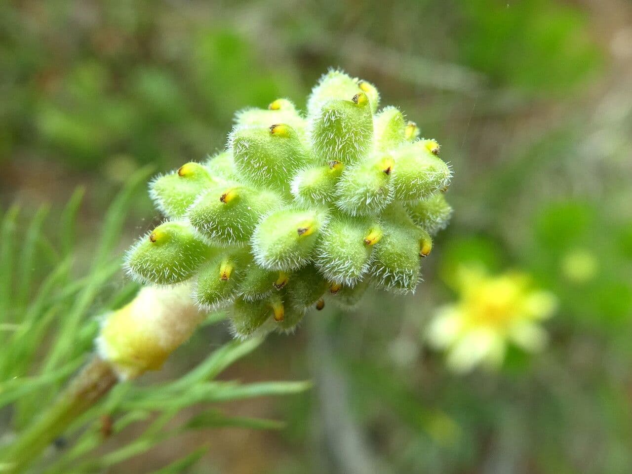 Adonide primaverile 5