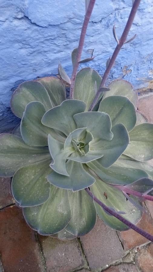 Echeveria 18