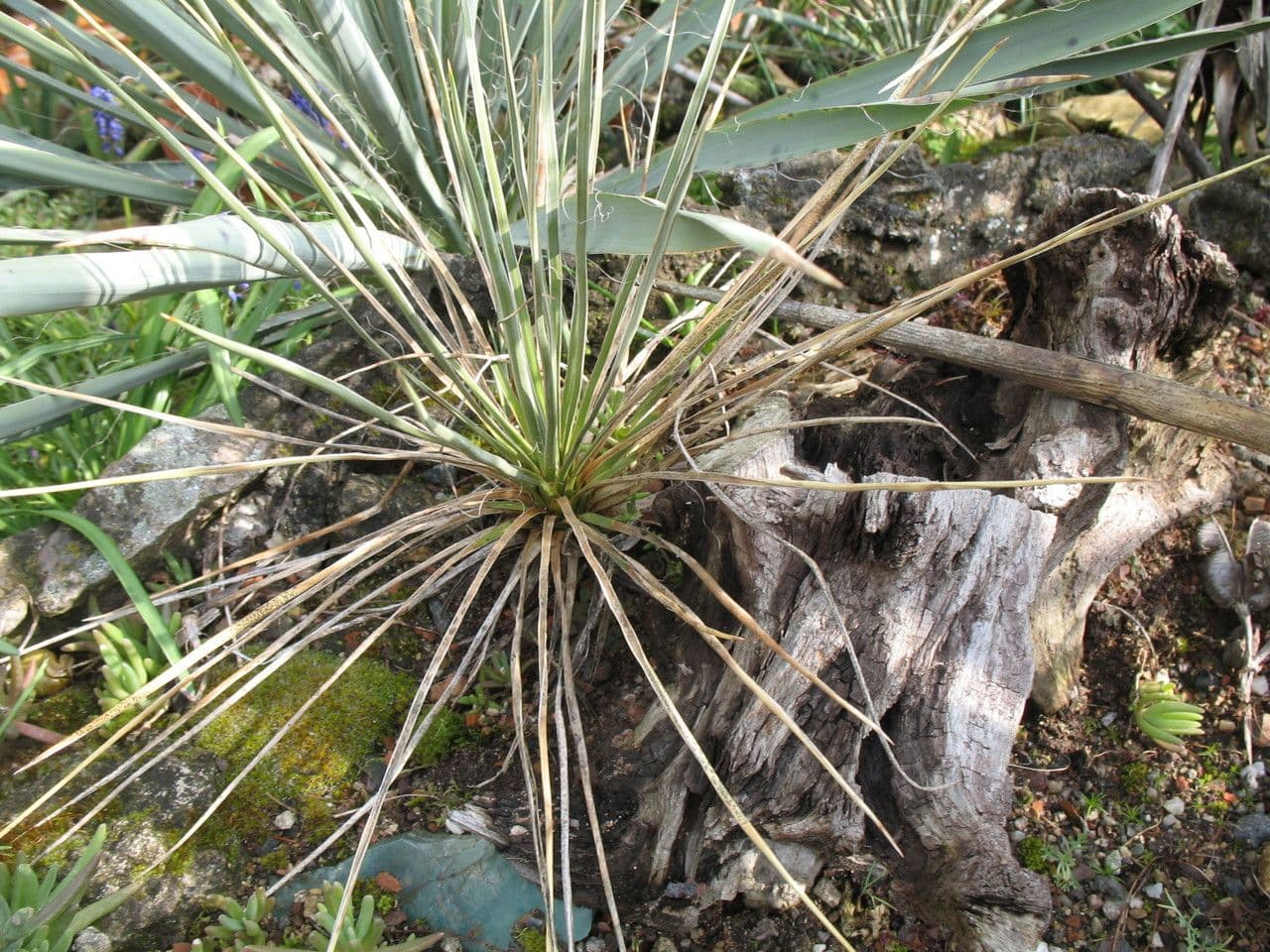Yucca glauca 13