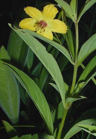 Lisimachia lanceolata