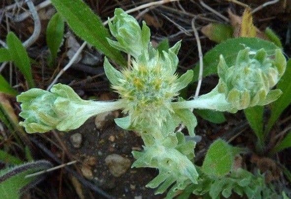 Bambagia spatolata 12