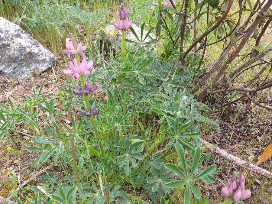Spanische Lupine 7