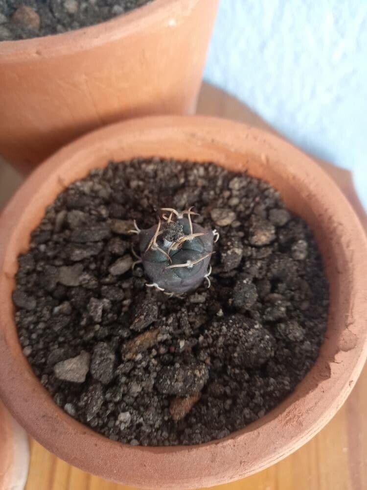 Turbinicarpus 8