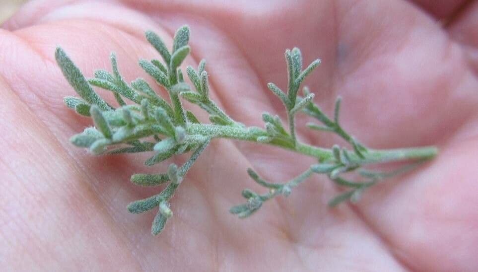 Brocchia 8