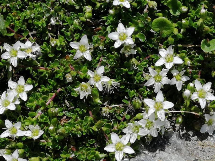 Minuartia 2