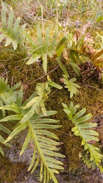 Pteris vittata 4