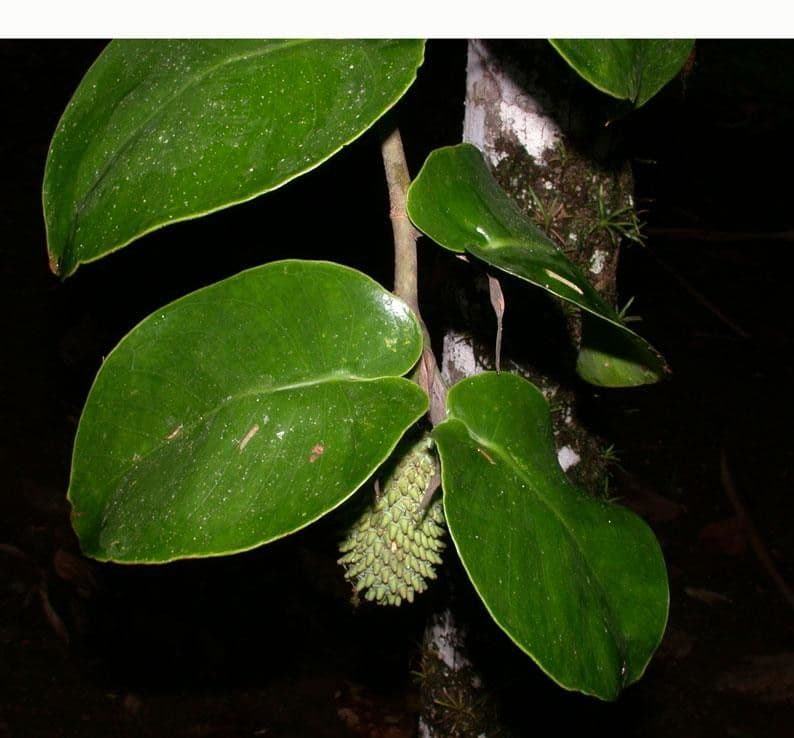 Monstera 14