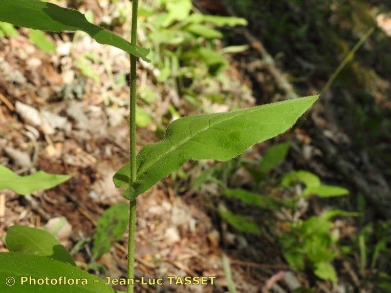 Hieracium 6