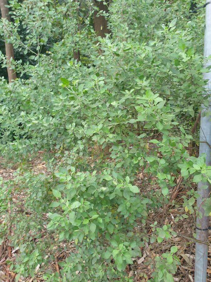 Prostanthera ovalifolia 6