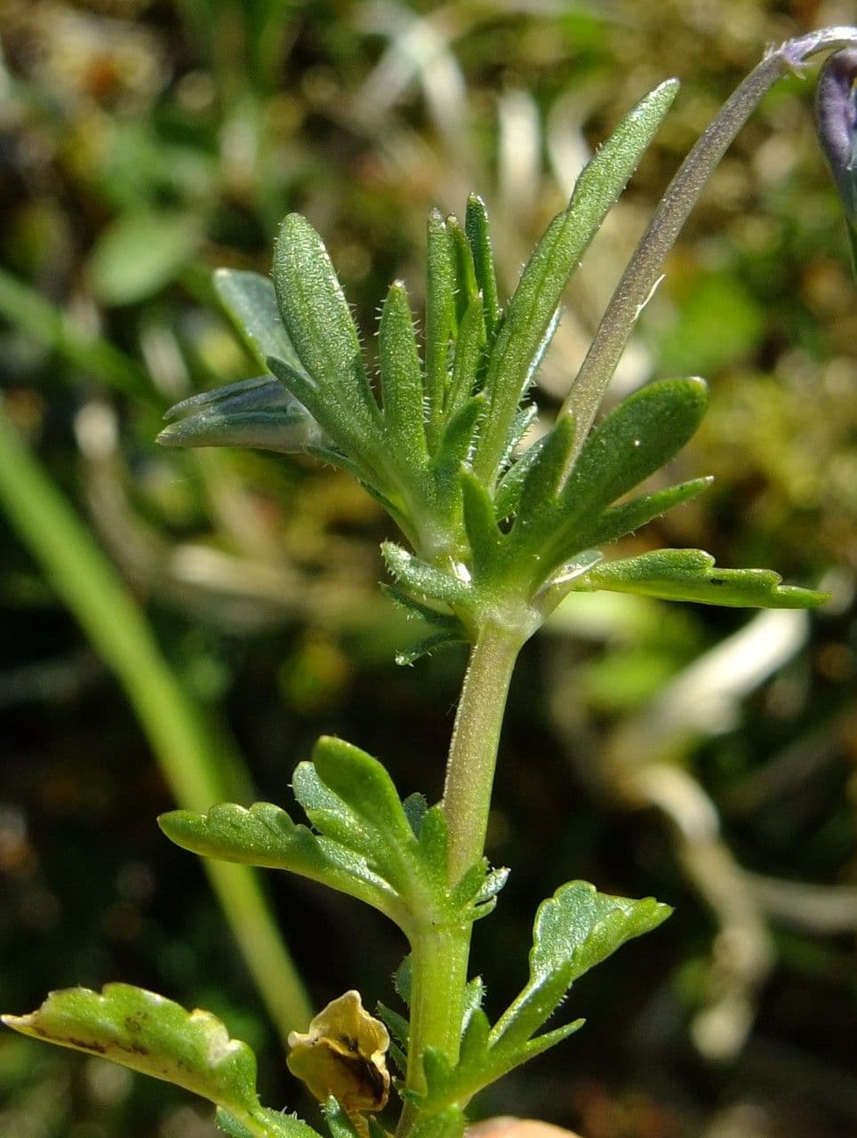 Viola gialla 23