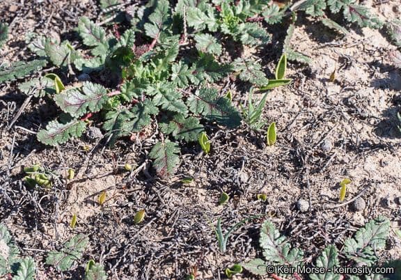 Ophioglossum californicum 5