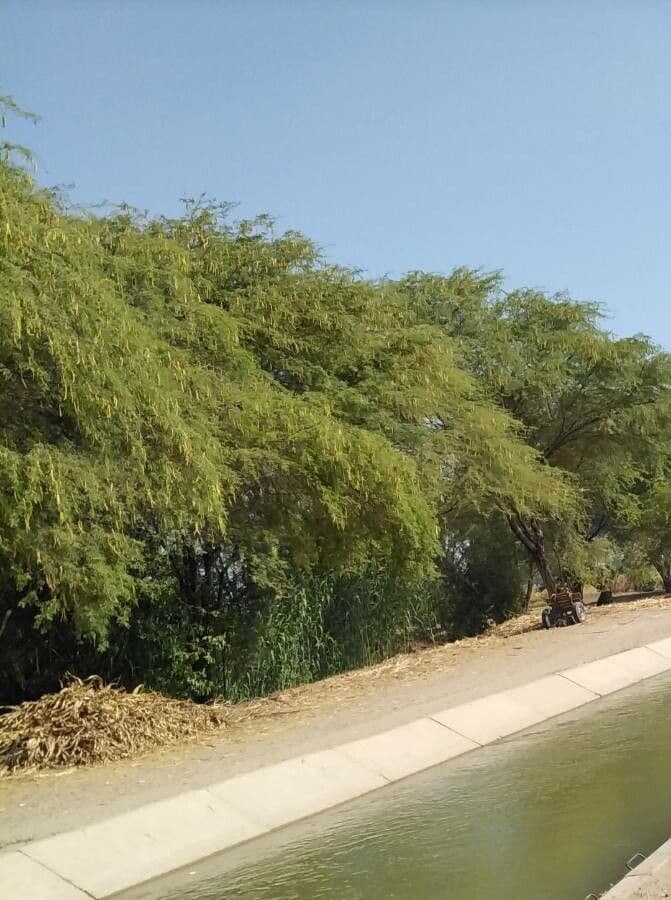 Prosopis 10