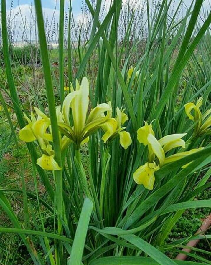 Iris 3