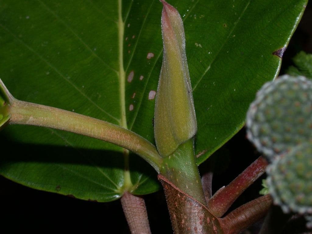 Coussapoa villosa 15