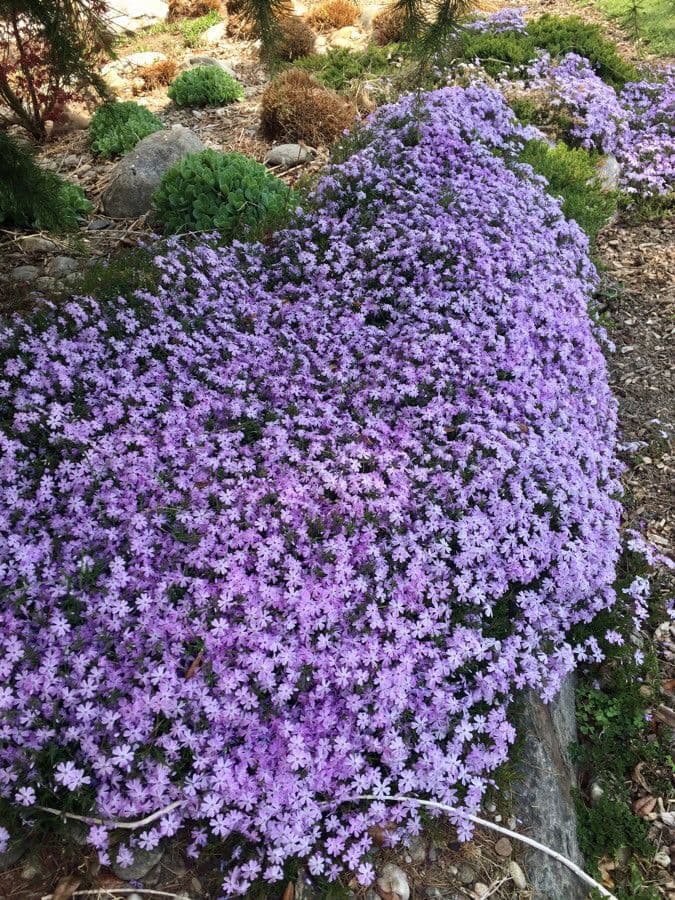Phlox subulato 10