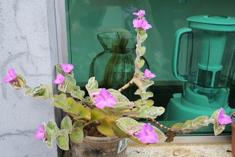 Tradescantia 6