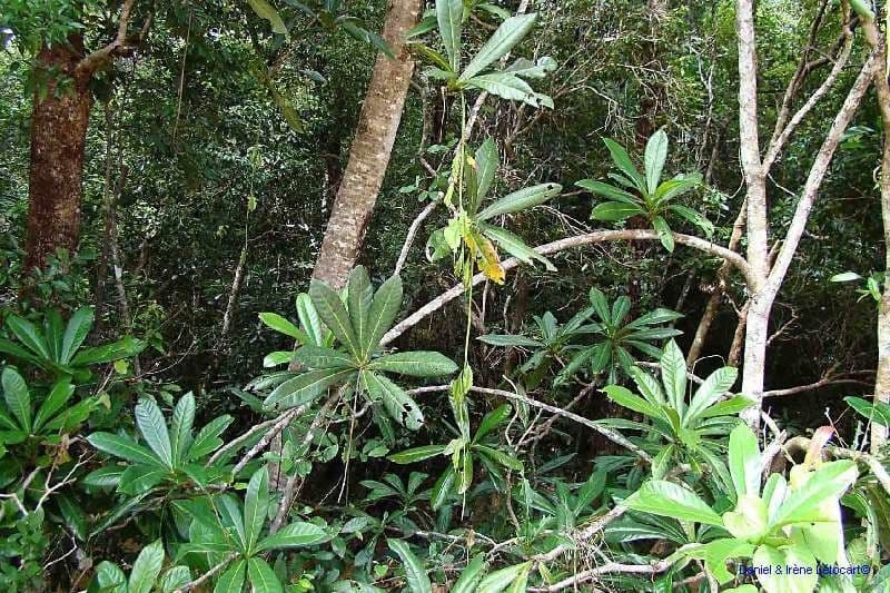 Barringtonia 17