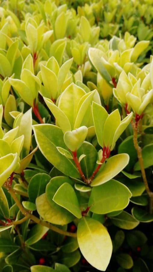 Ternstroemia 7