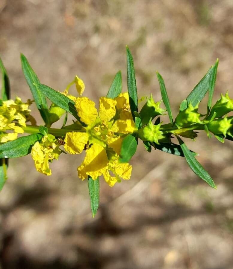 Heimia salicifolia 5