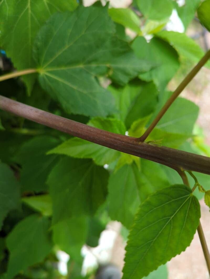Ibisco delle paludi 21