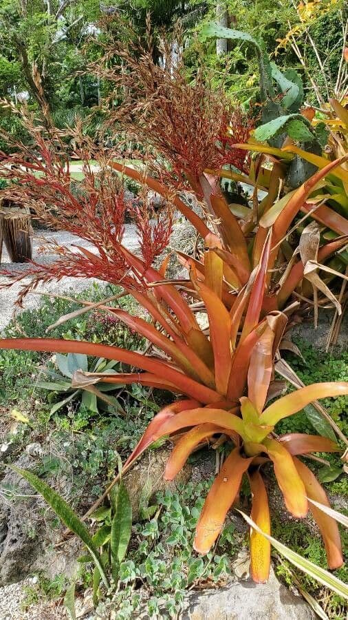 Aechmea 7