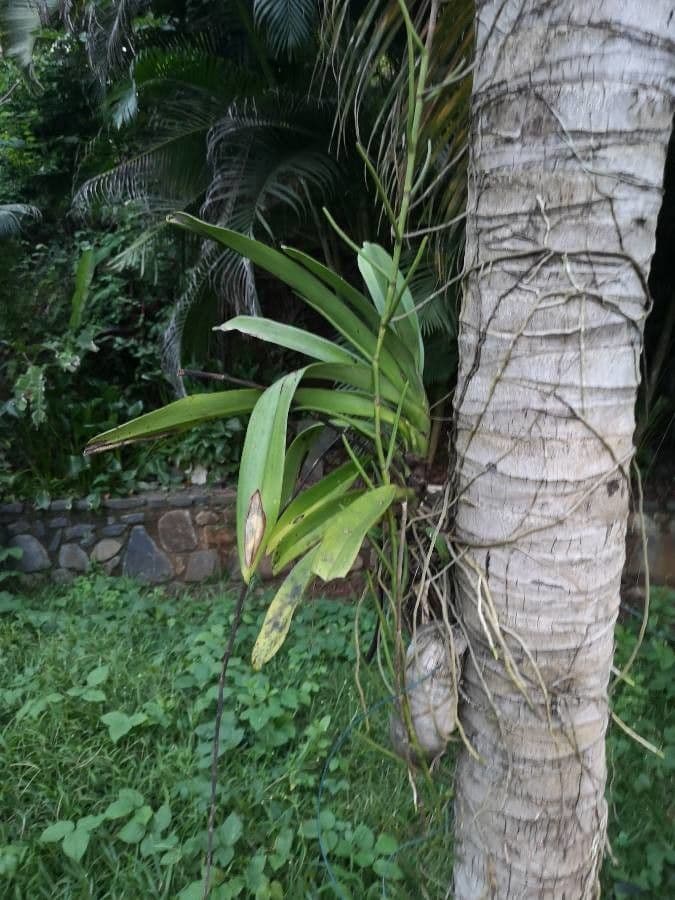 Angraecum eburneum 15