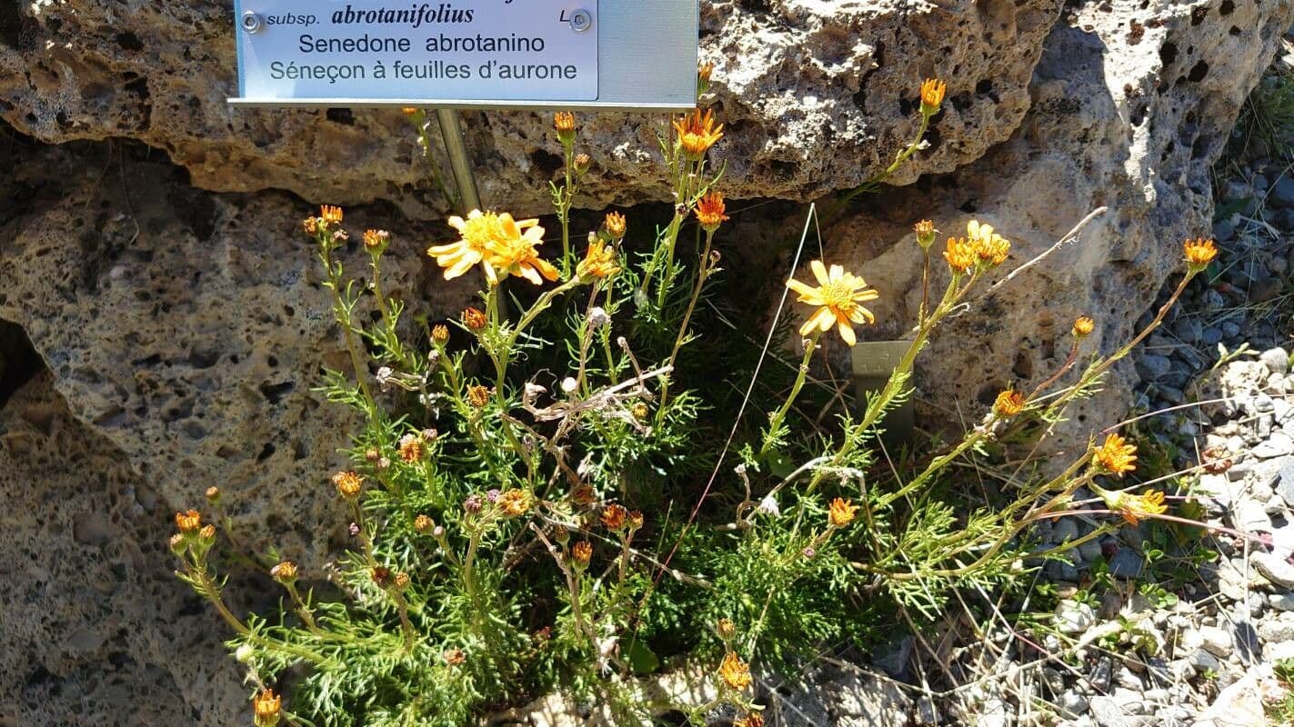 Jacobaea 7