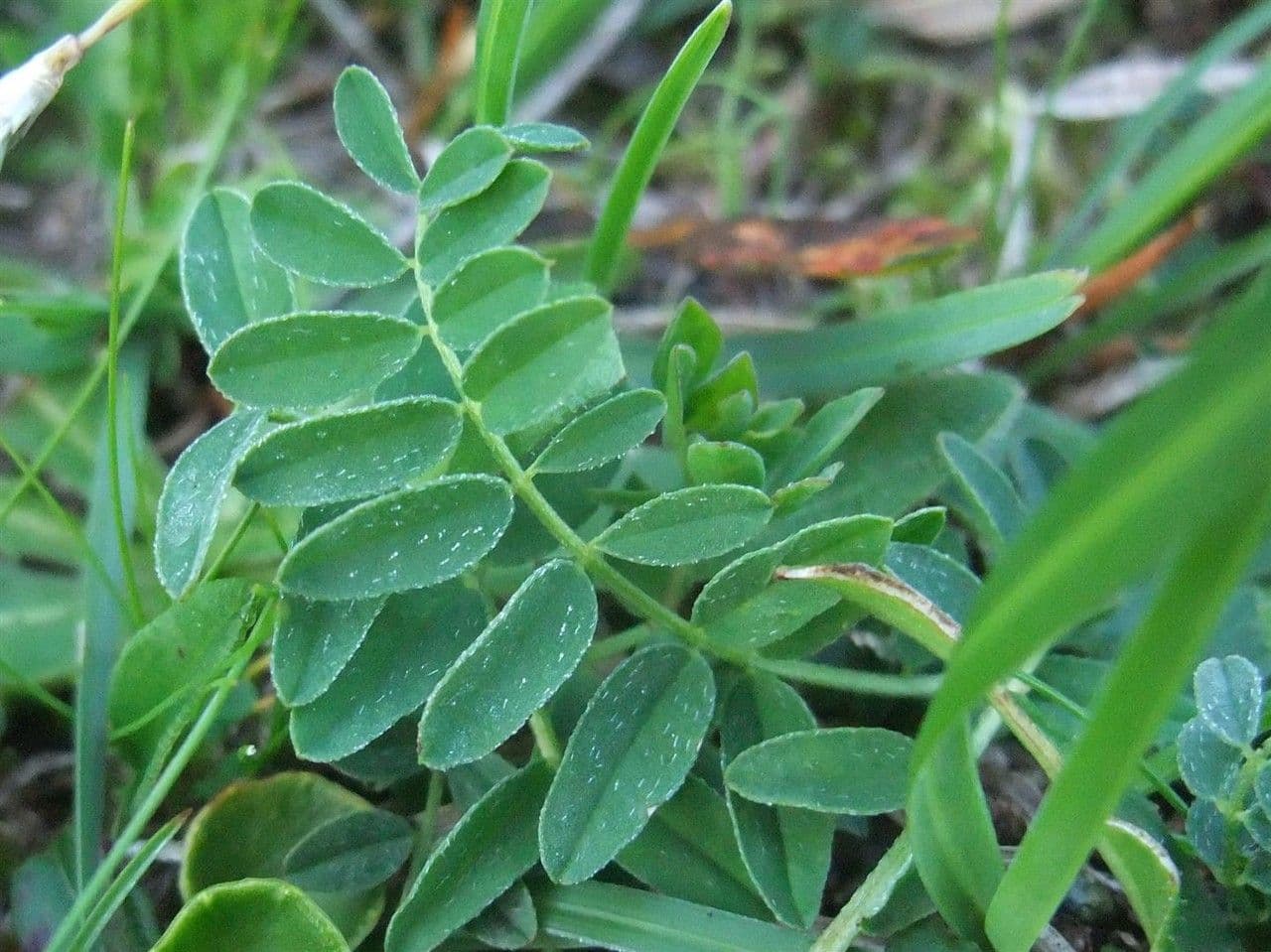 Kozinec alpínsky 19